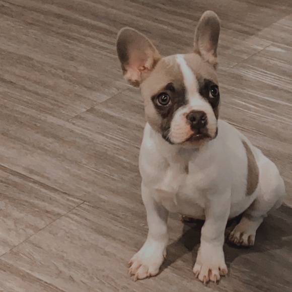 Meet your Posher, Alex - Picture 1 of 1